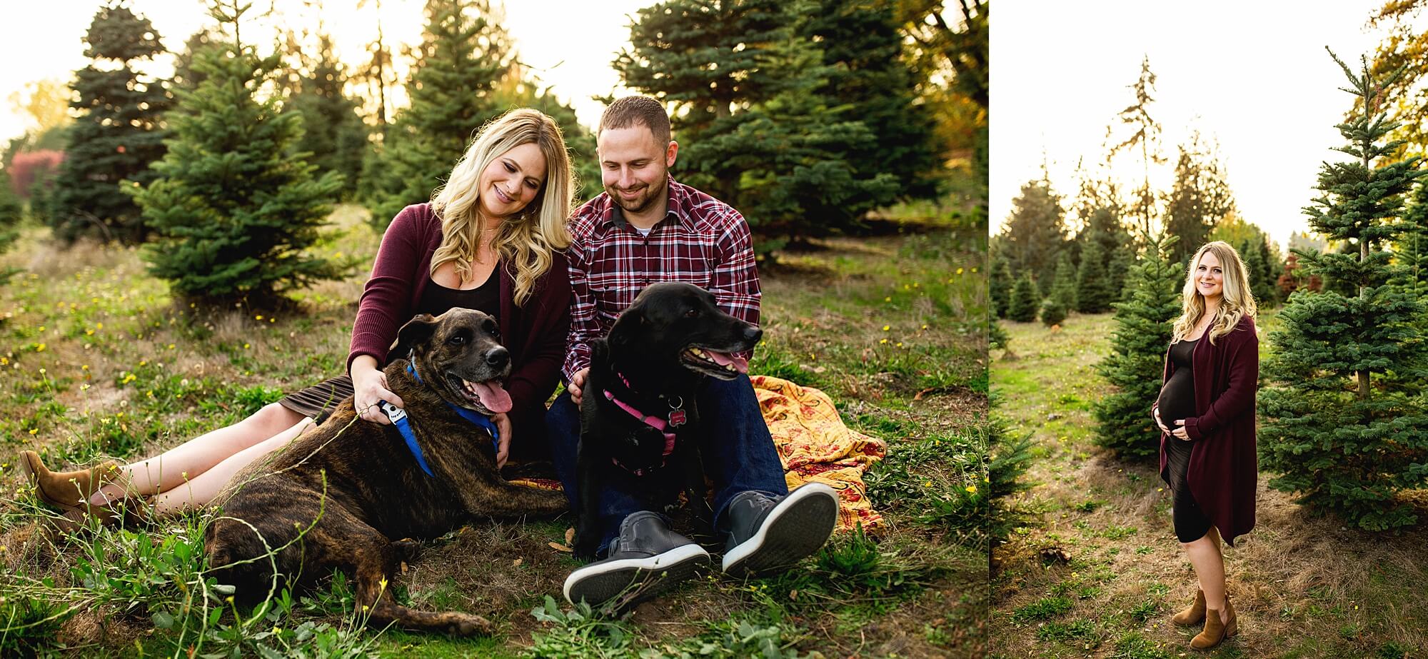 maternity session with dogs