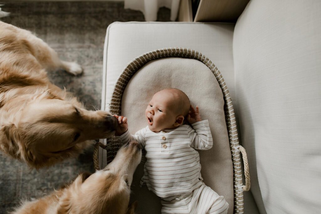 dog sitting next to newborn baby during Seattle lifestyle newborn photography session at home